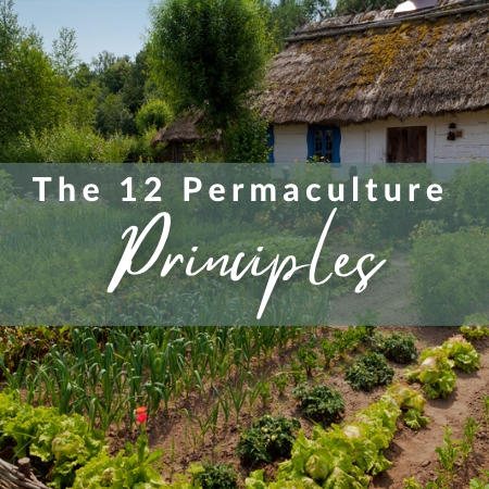 What Are The 12 Permaculture Principles? – ViNE Permaculture